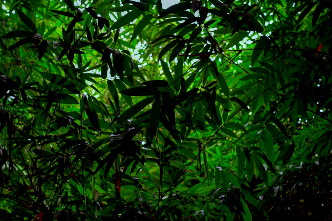 Jungle photo spot Telajung Kebun Raya Bogor