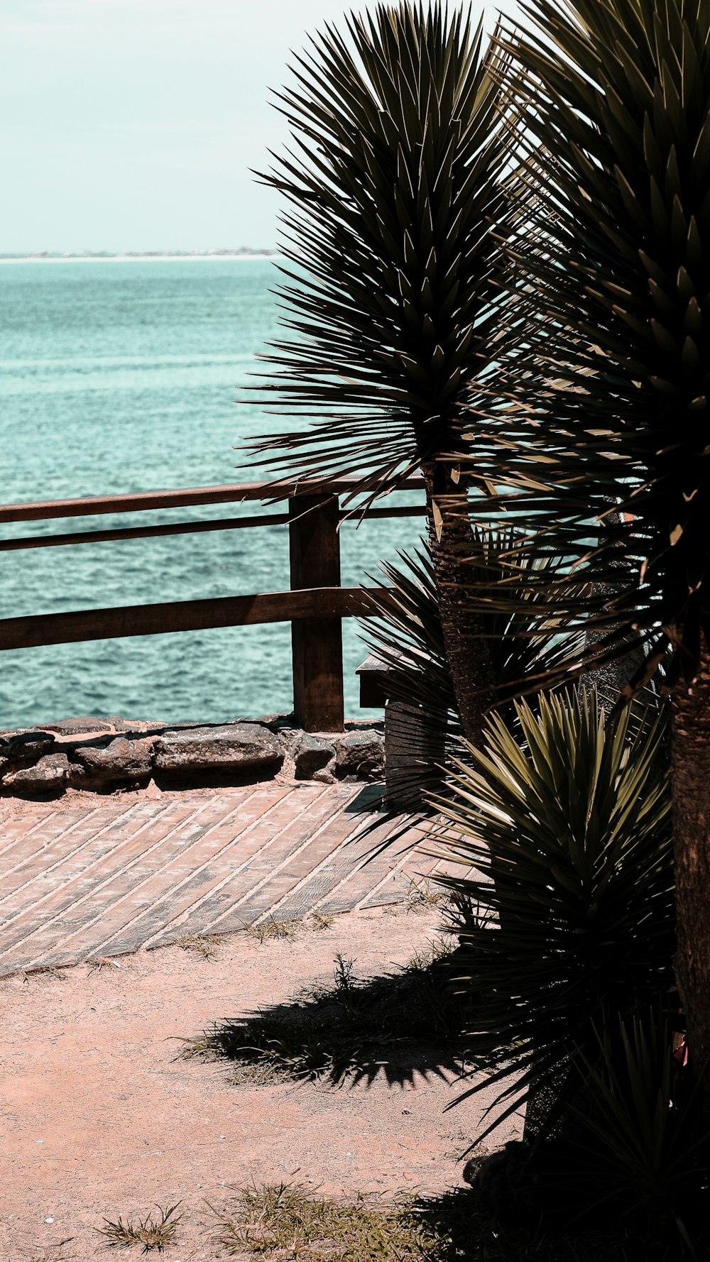 palm tree near body of water during daytime