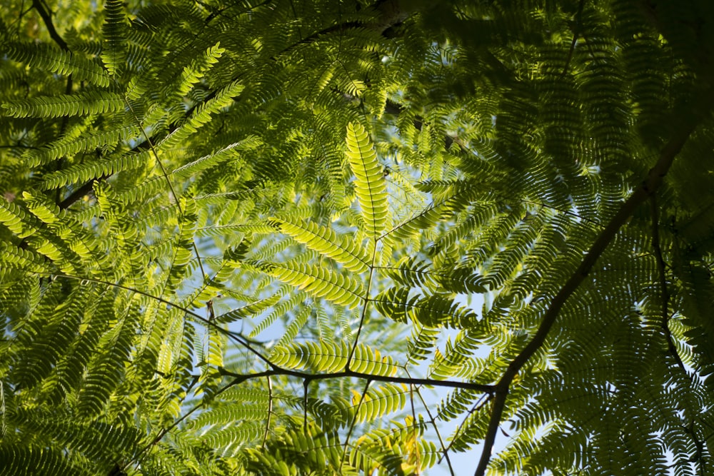 green leaf tree during daytime