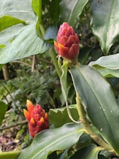 Bright red spiral ginger flowers with yellow tips are surrounded by large, glossy green leaves. The background consists of additional greenery and blurred foliage, creating a lush jungle setting.