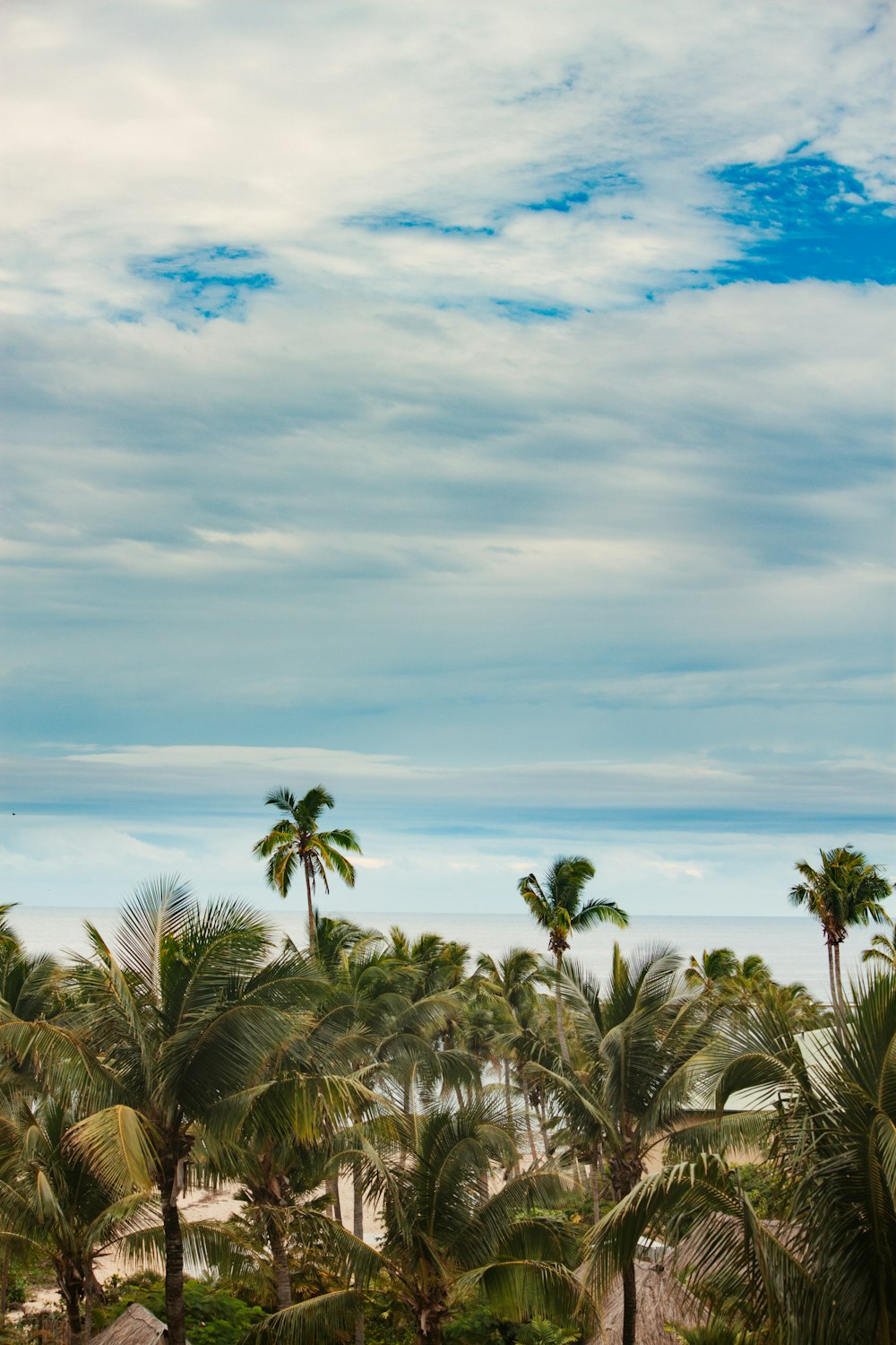 green palm trees under blue sky and white clouds during daytime