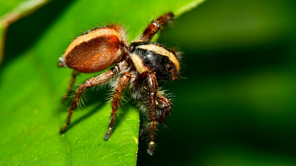 brown and black spider on green leaf