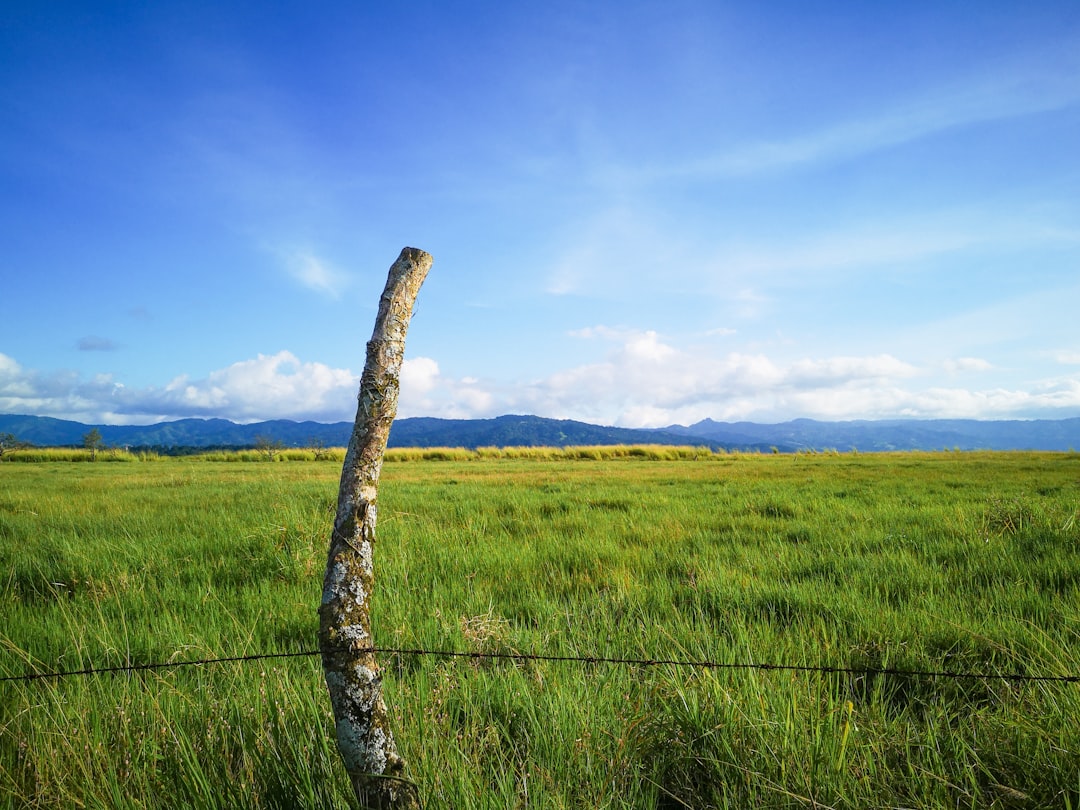 green grass field under blue sky during daytime