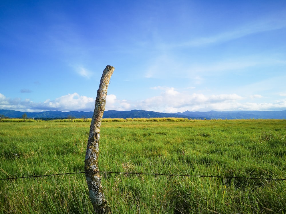 green grass field under blue sky during daytime