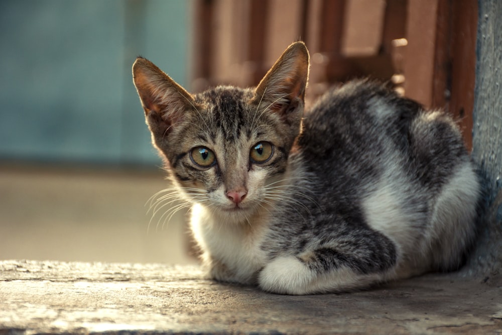 white and black cat on white concrete floor