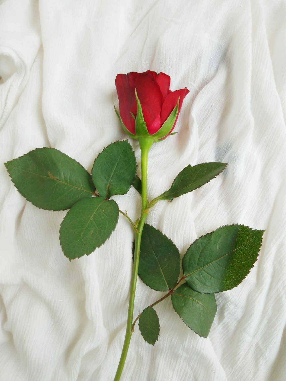 red rose on white textile