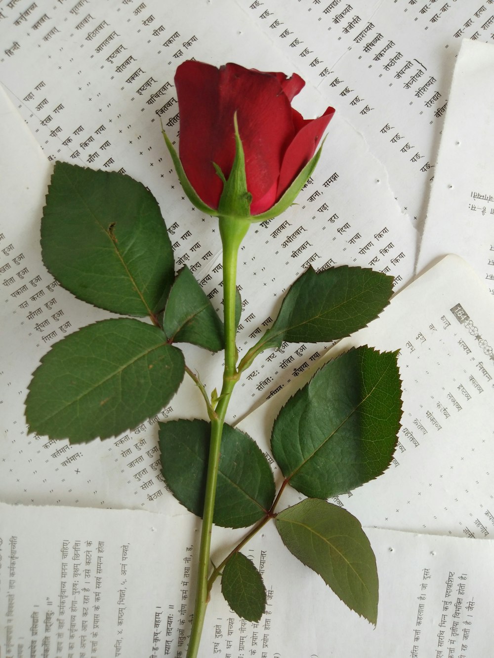 Rose rouge sur page de livre blanc