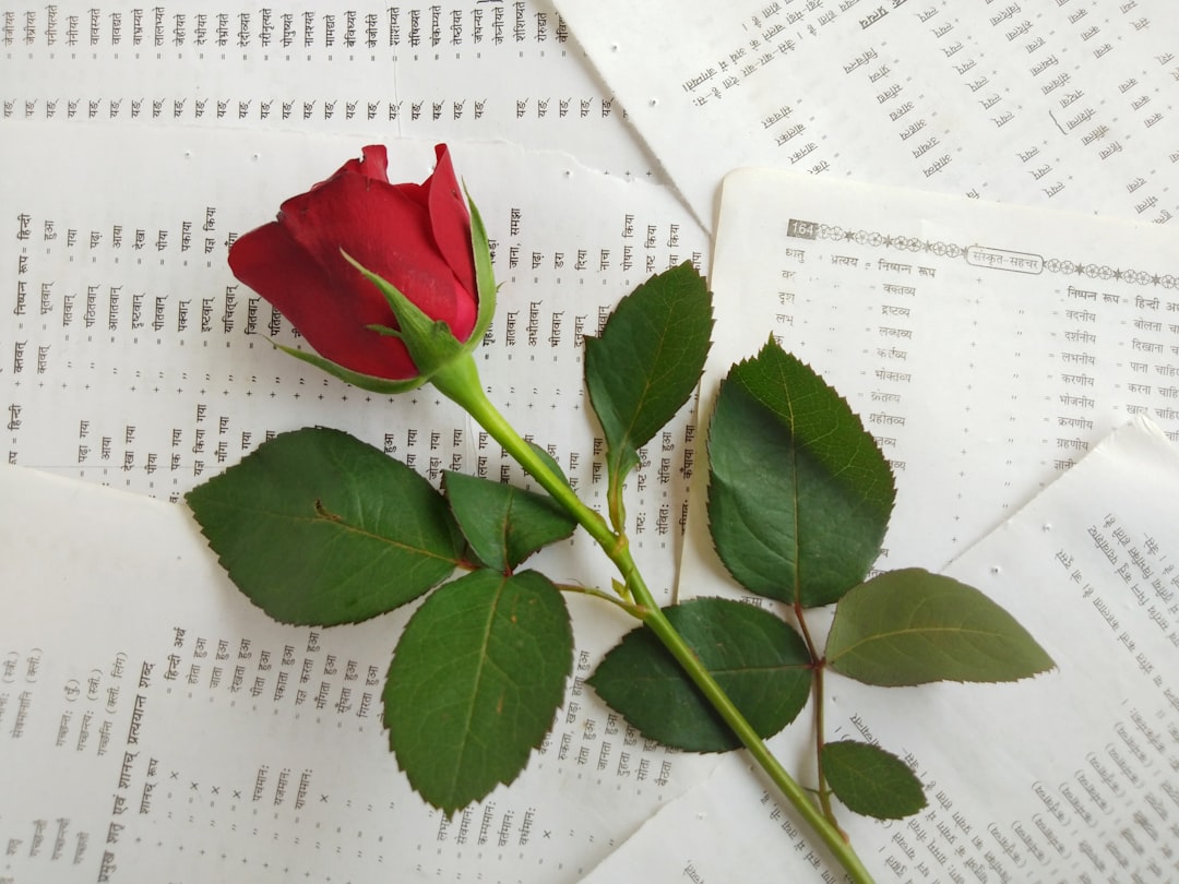 red rose on white printer paper