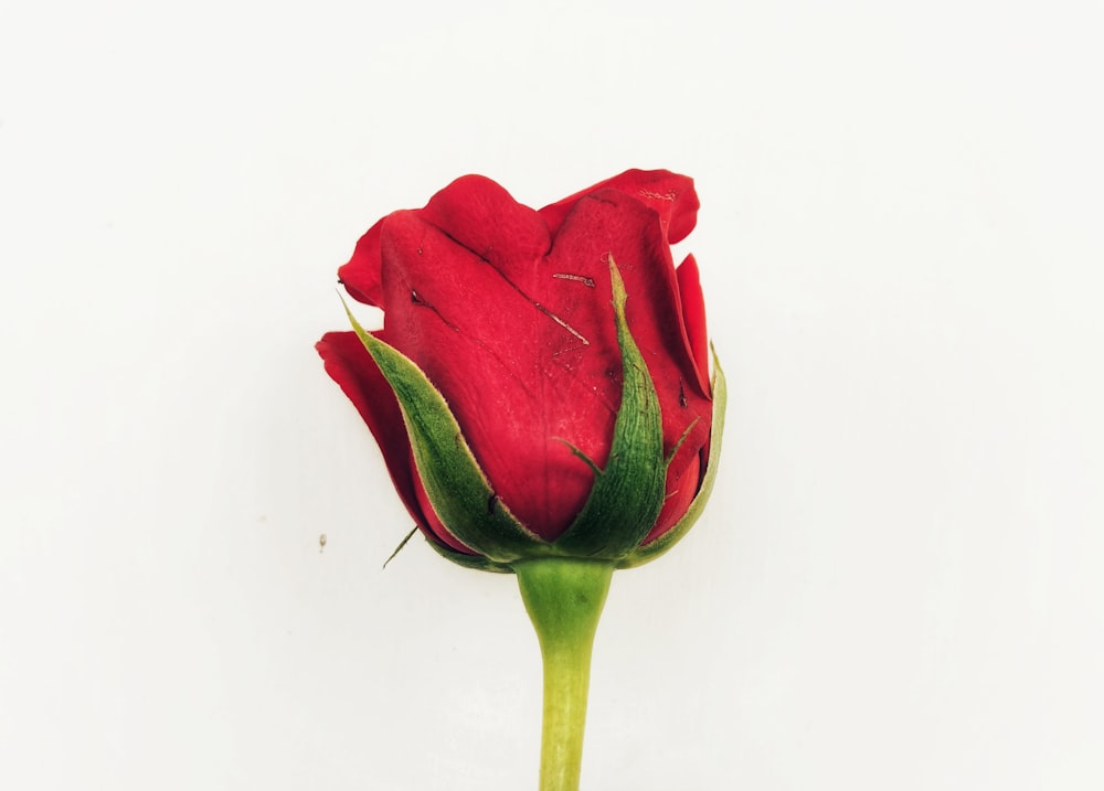 red rose in white background