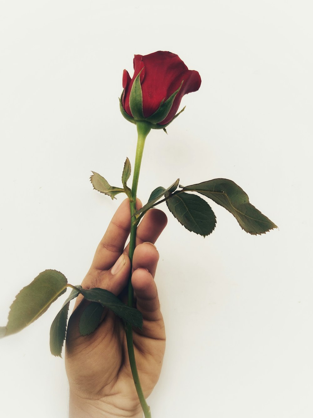 red rose on white surface