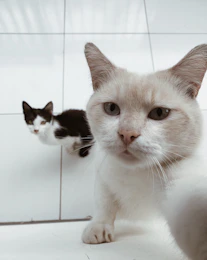 white cat on white ceramic tiles