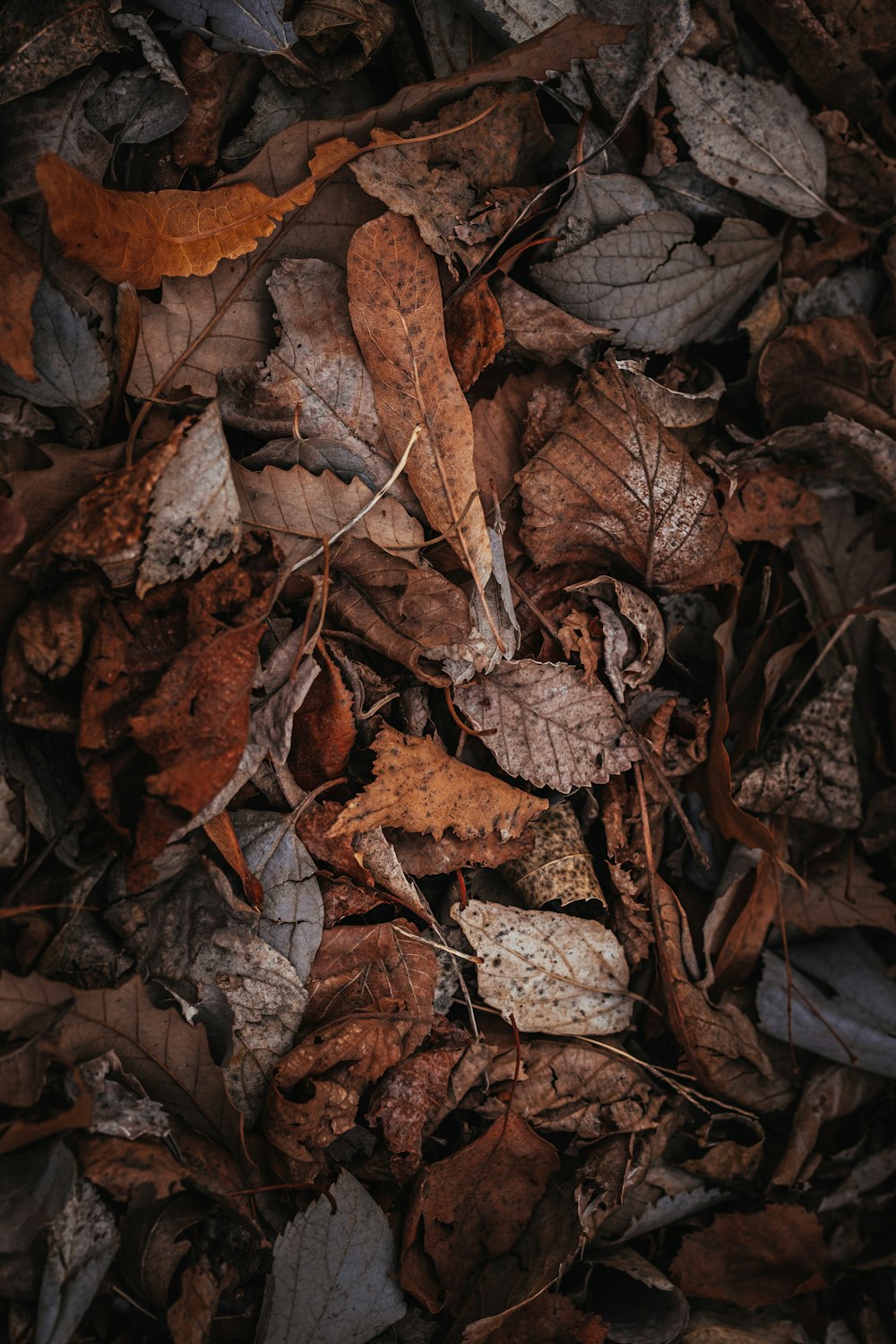 brown dried leaves on ground