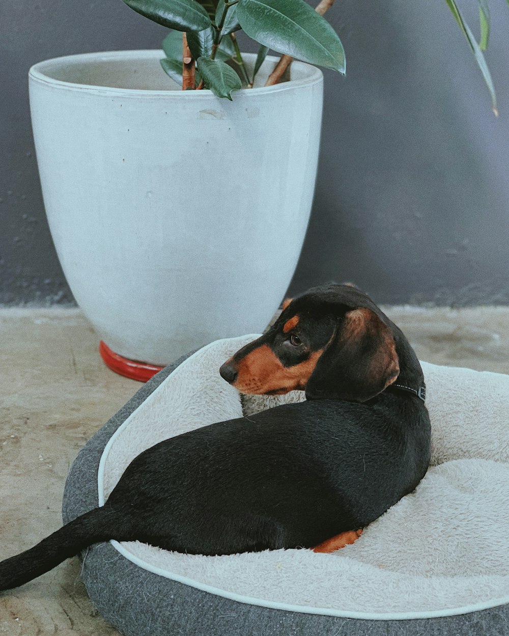 black and brown short coated dog on white textile