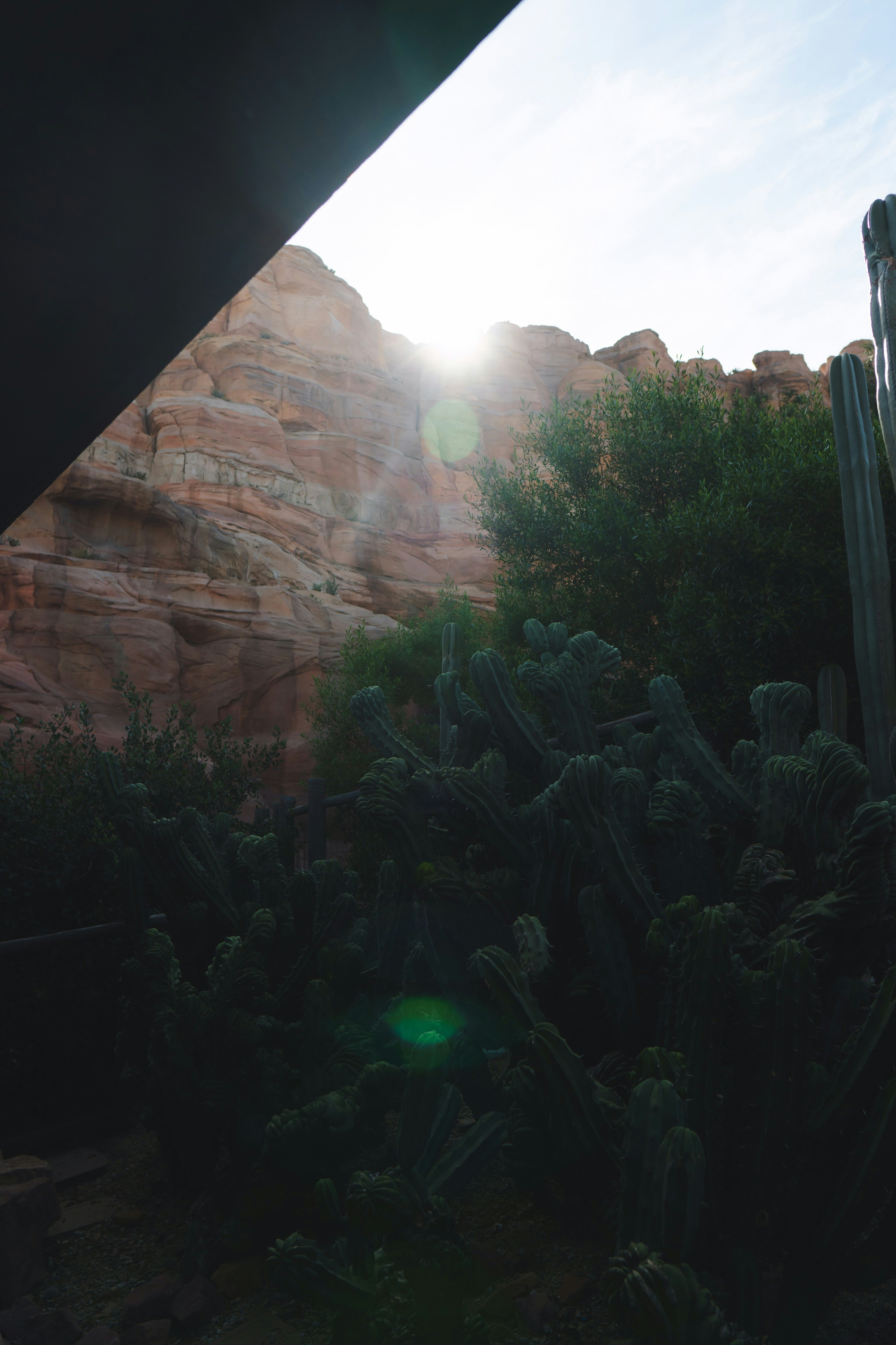Desert cacti variety: A stunning display of colorful cacti thriving in the Arizona desert