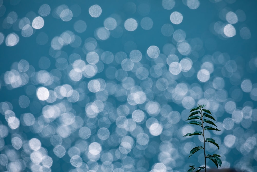 green plant with blue and white light bokeh