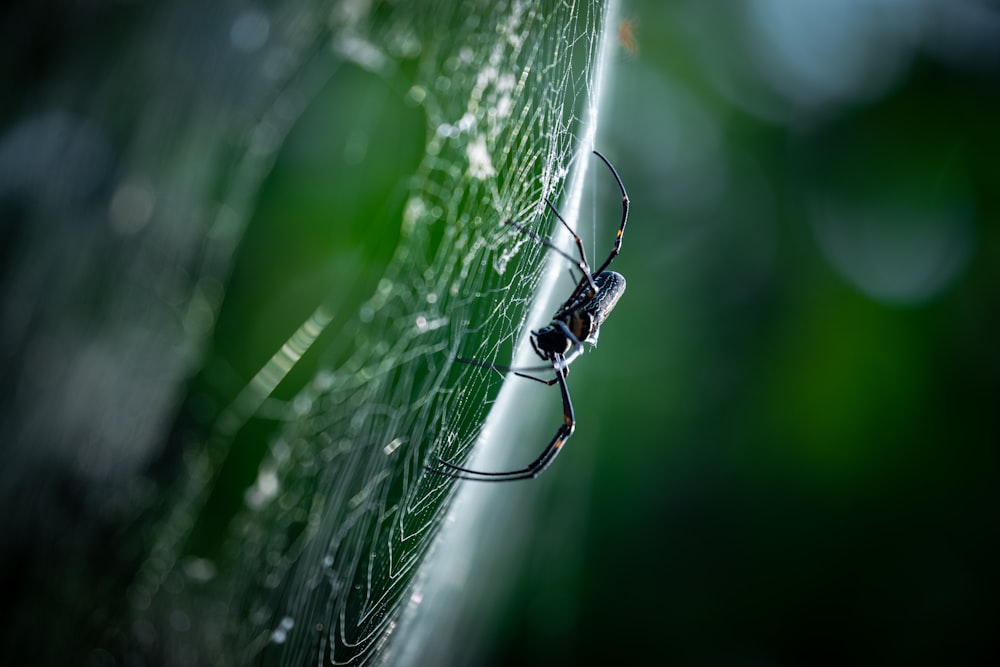 black and white spider on web in tilt shift lens