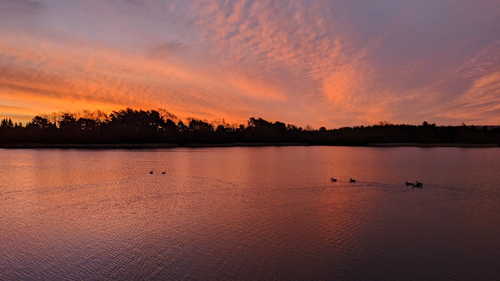 body of water near trees during sunset