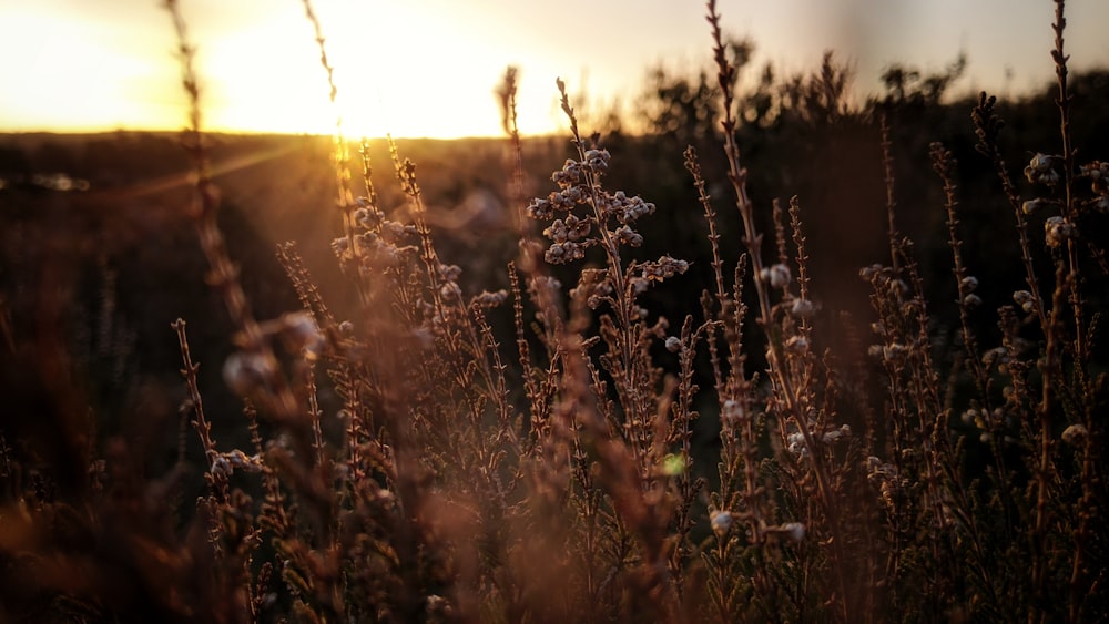 campo de grama marrom durante o pôr do sol