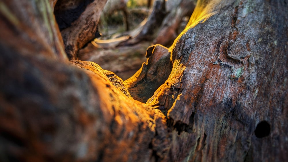 brown and black tree trunk