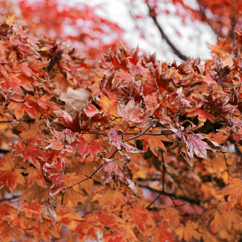 brown leaves on tree branch