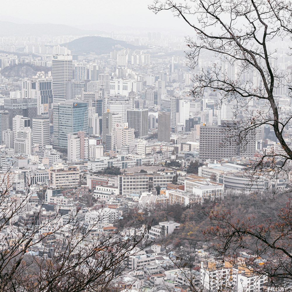 昼間の市街地の建物近くの裸木