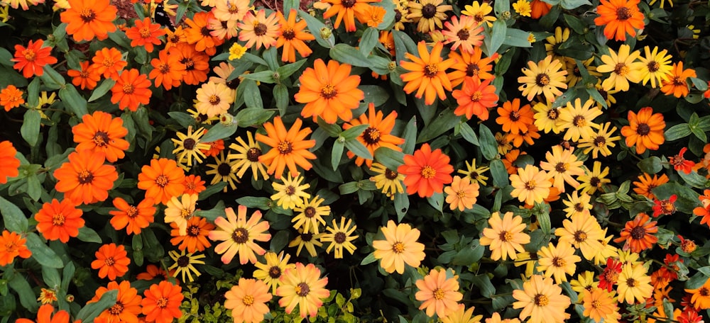 orange and yellow flowers with green leaves