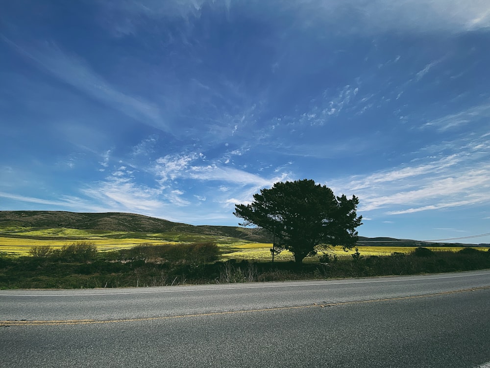 green tree on green grass field under blue sky during daytime