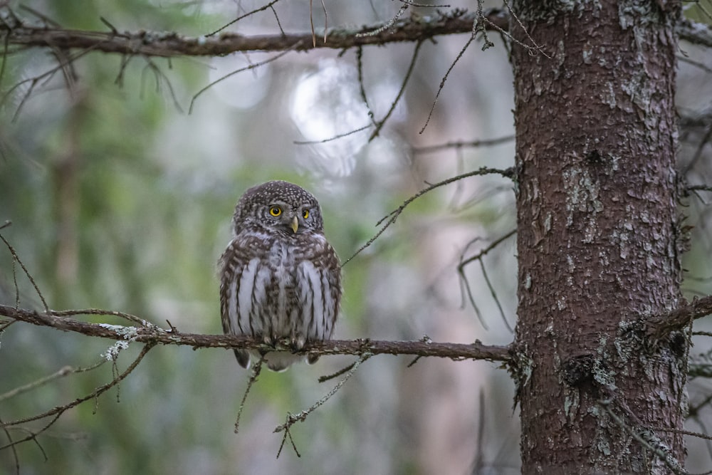 brown owl perched on brown tree branch during daytime