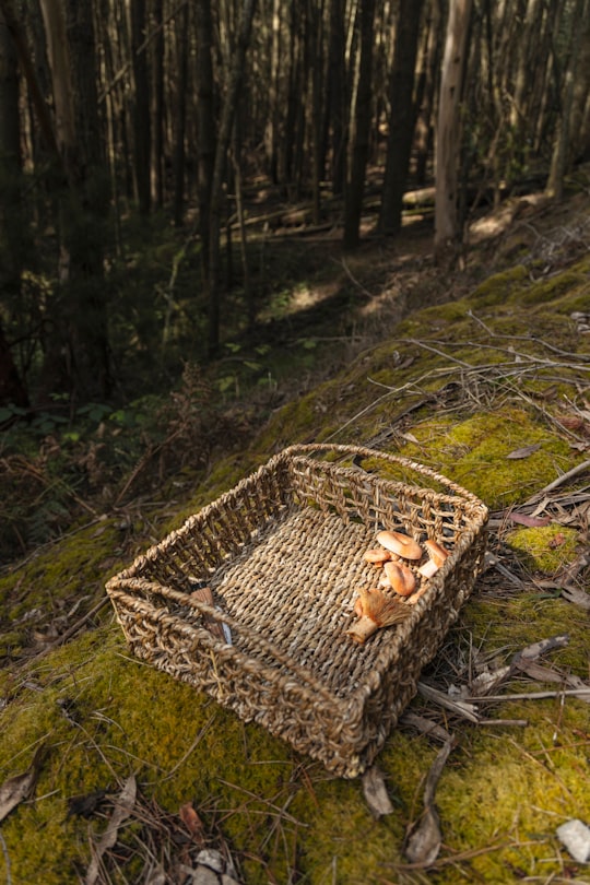 brown rabbit on brown woven basket in Great Otway National Park Australia