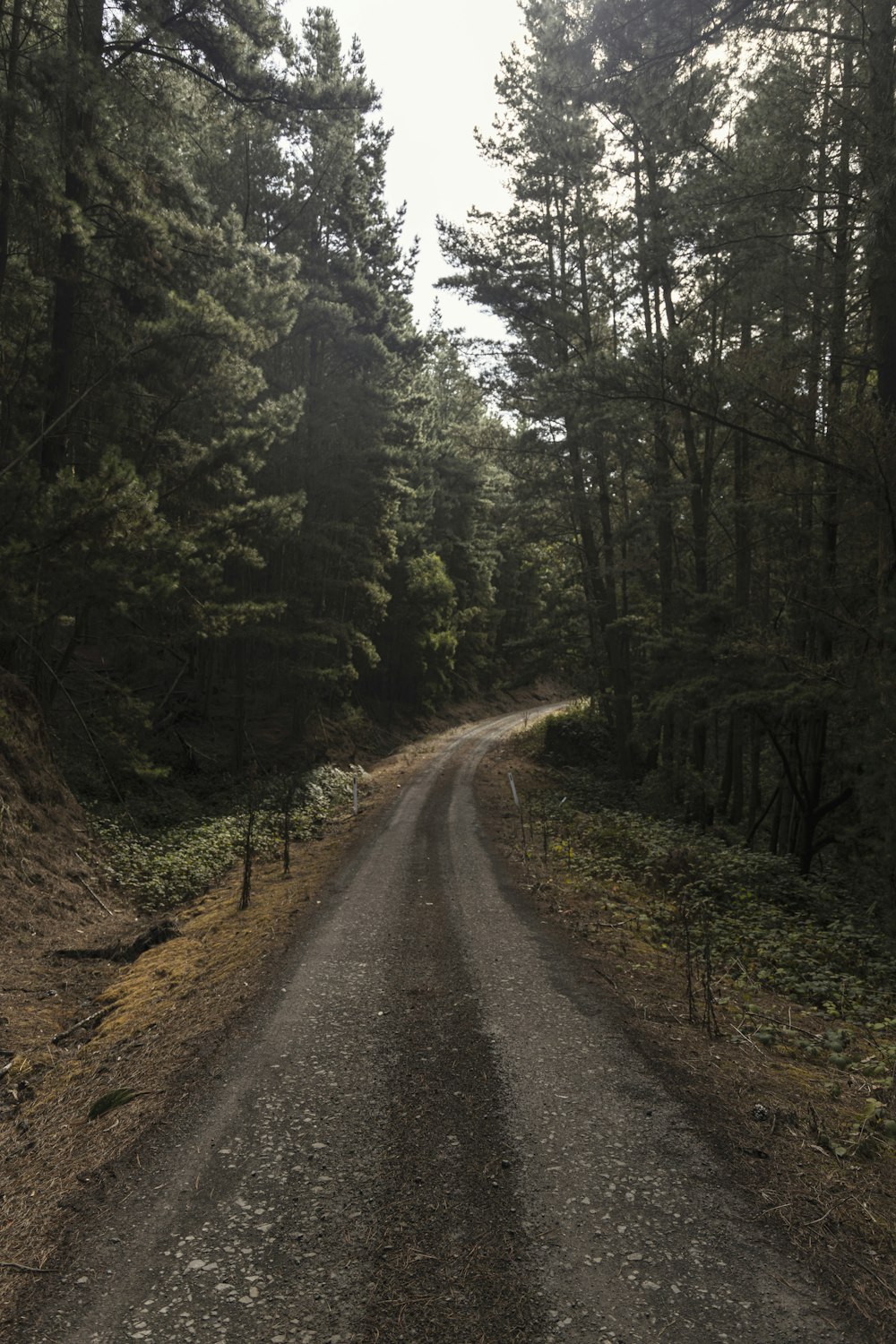 brown dirt road between green trees during daytime