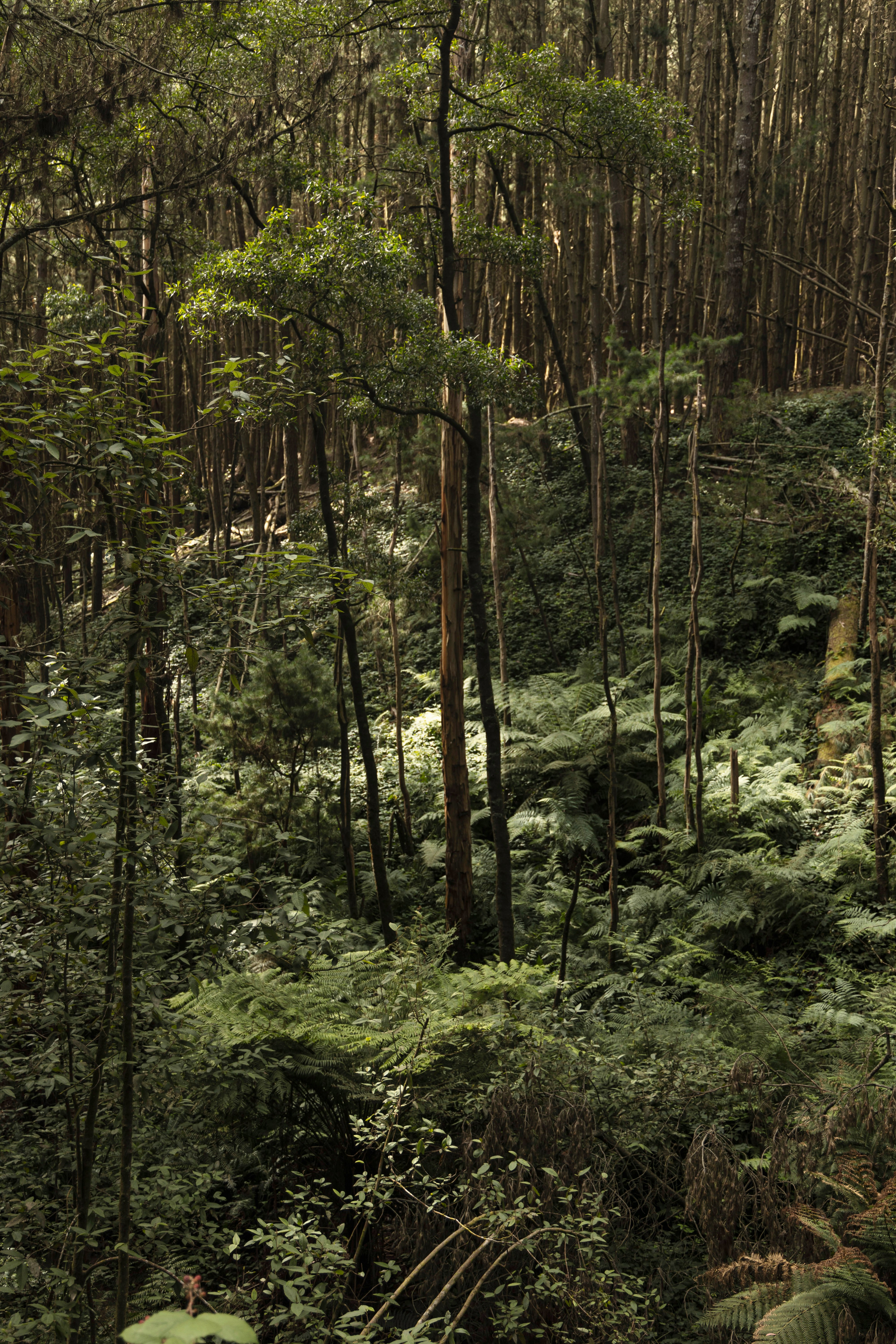 green trees and plants during daytime