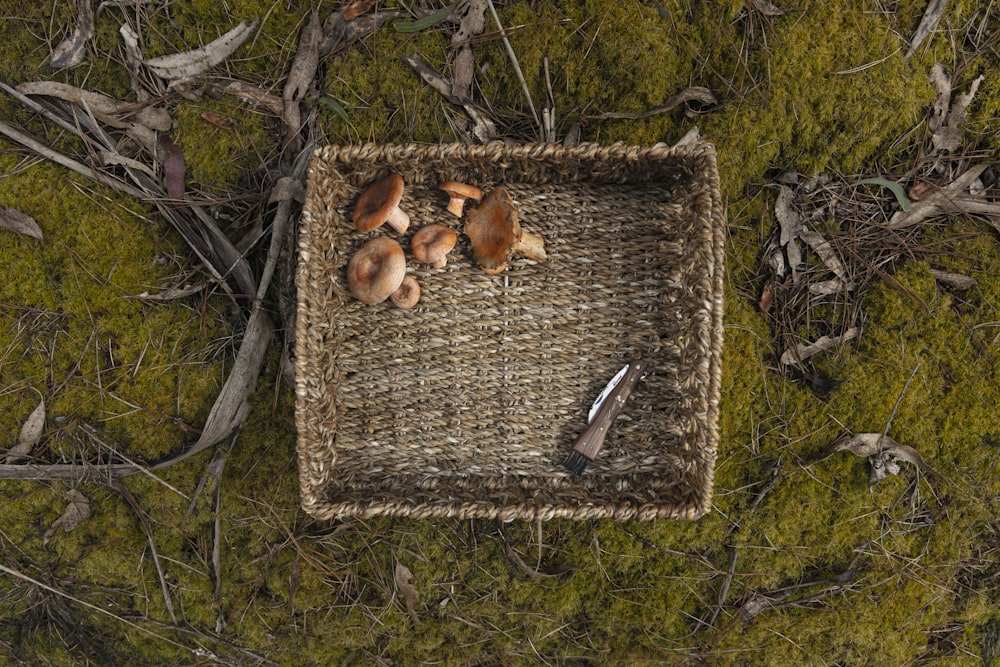a basket filled with mushrooms sitting on top of a lush green field