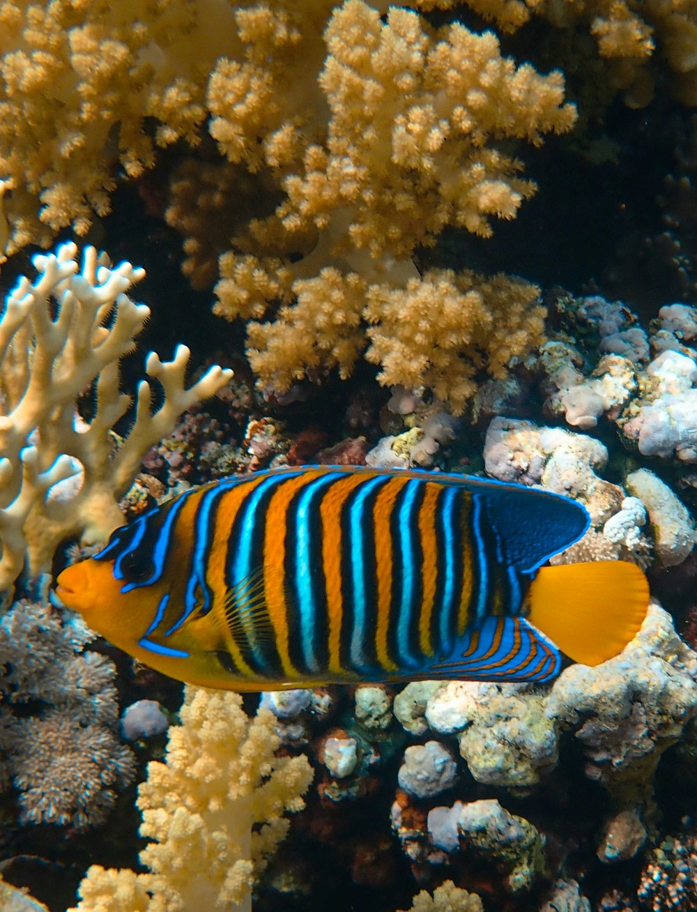 a blue and yellow fish on a coral reef