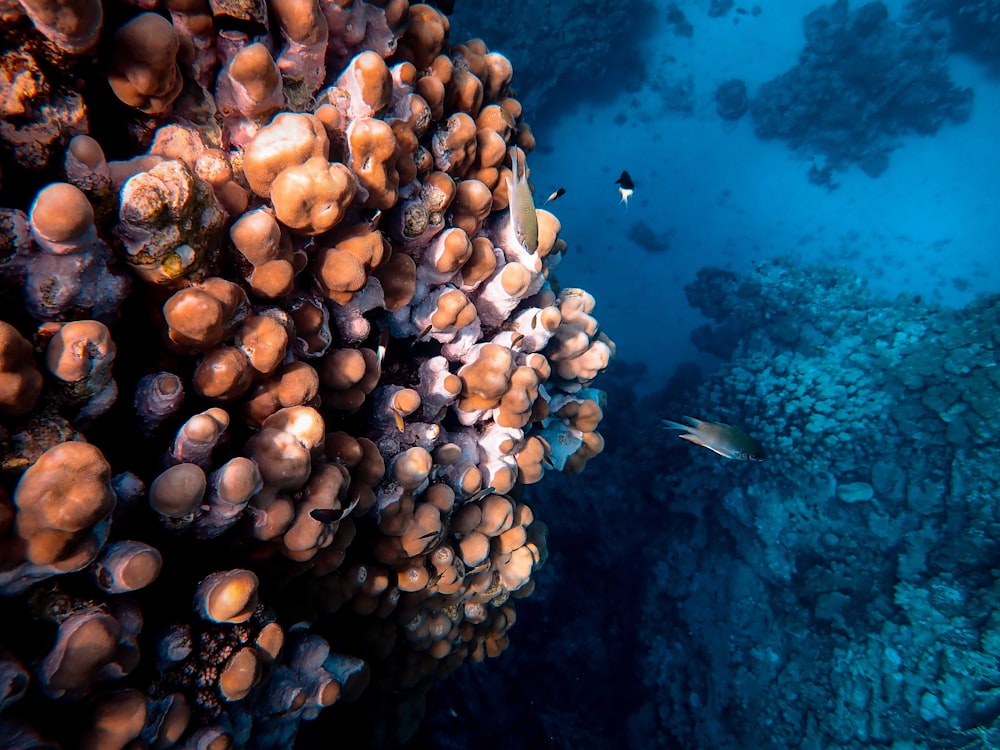 brown and white sea creature