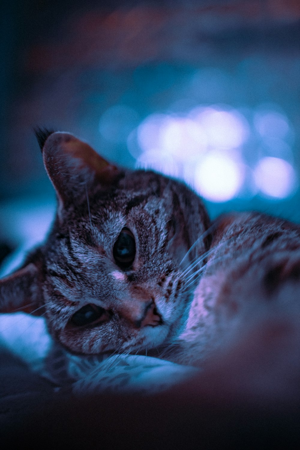 brown tabby cat in tilt shift lens