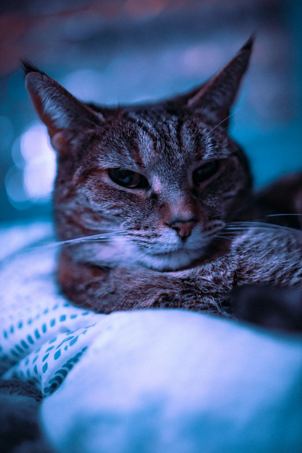 chat tigré brun couché sur textile blanc