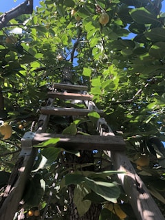 A bright orange ladder leaning against a house exterior on a clear day