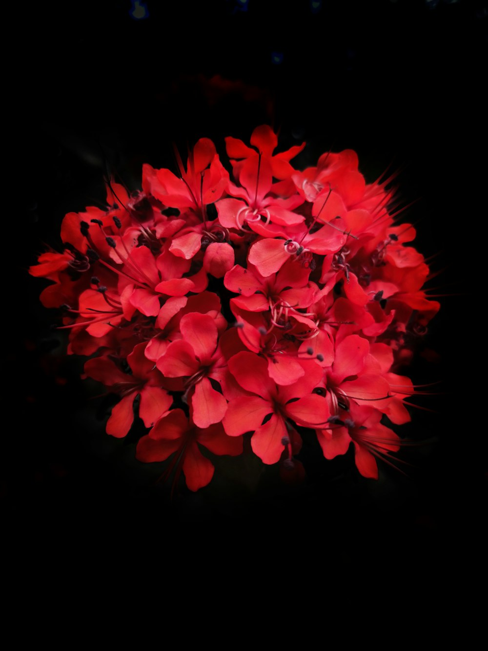 red flowers in black background