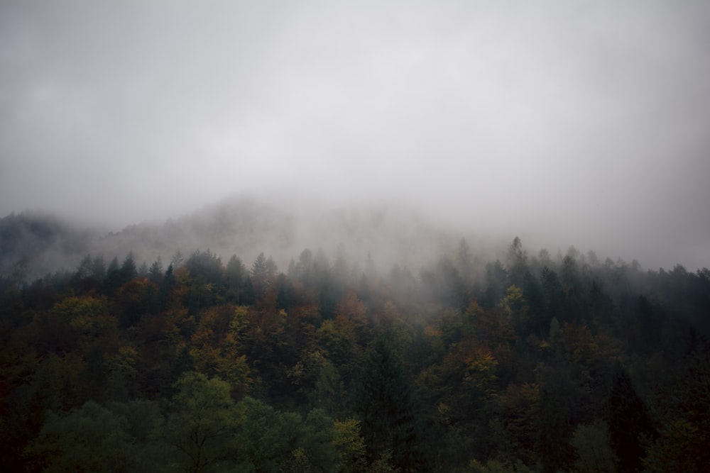 arbres verts sur la montagne sous les nuages blancs