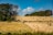 A pastoral landscape features rolling fields with numerous hay bales scattered across the area. A single brown horse grazes in the foreground near a fence that divides the field. Tall, dense trees are positioned to the left and in the background, contrasting against a partly cloudy blue sky.