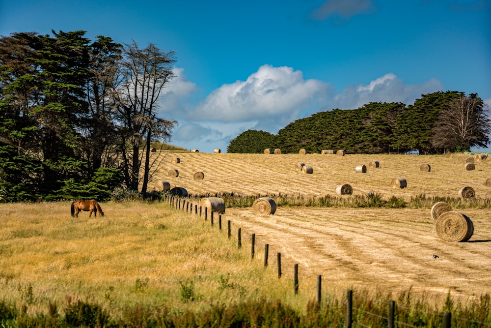 Braune Pferde tagsüber auf grünem Rasenfeld unter blauem Himmel