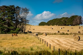 A pastoral landscape features rolling fields with numerous hay bales scattered across the area. A single brown horse grazes in the foreground near a fence that divides the field. Tall, dense trees are positioned to the left and in the background, contrasting against a partly cloudy blue sky.