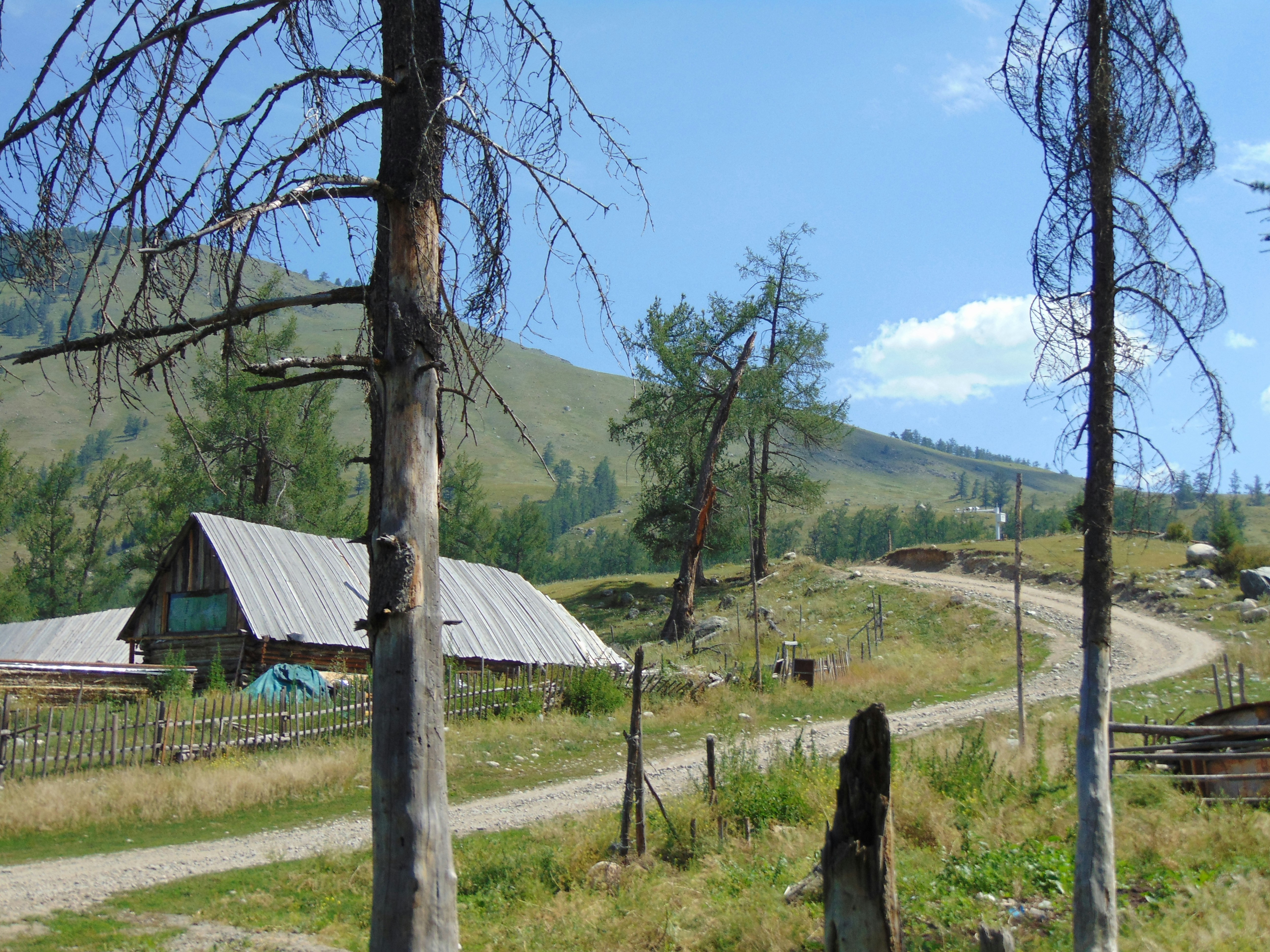 green tree near brown wooden house during daytime