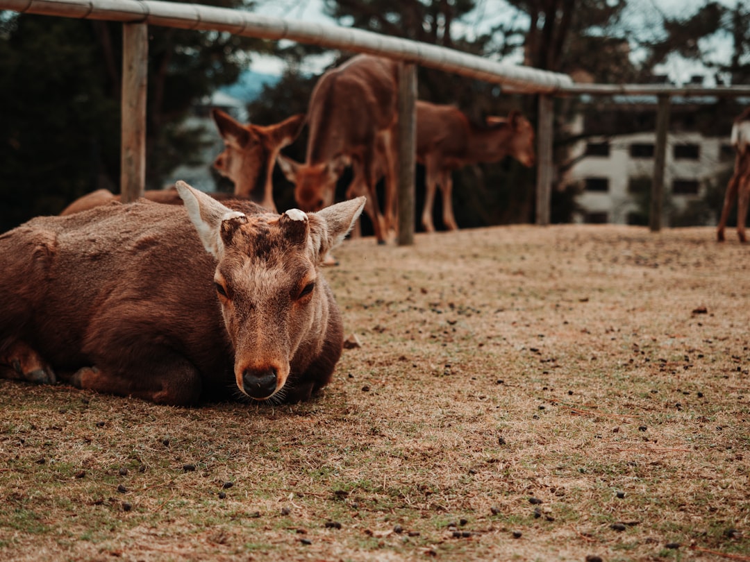 travelers stories about Wildlife in Nara, Japan