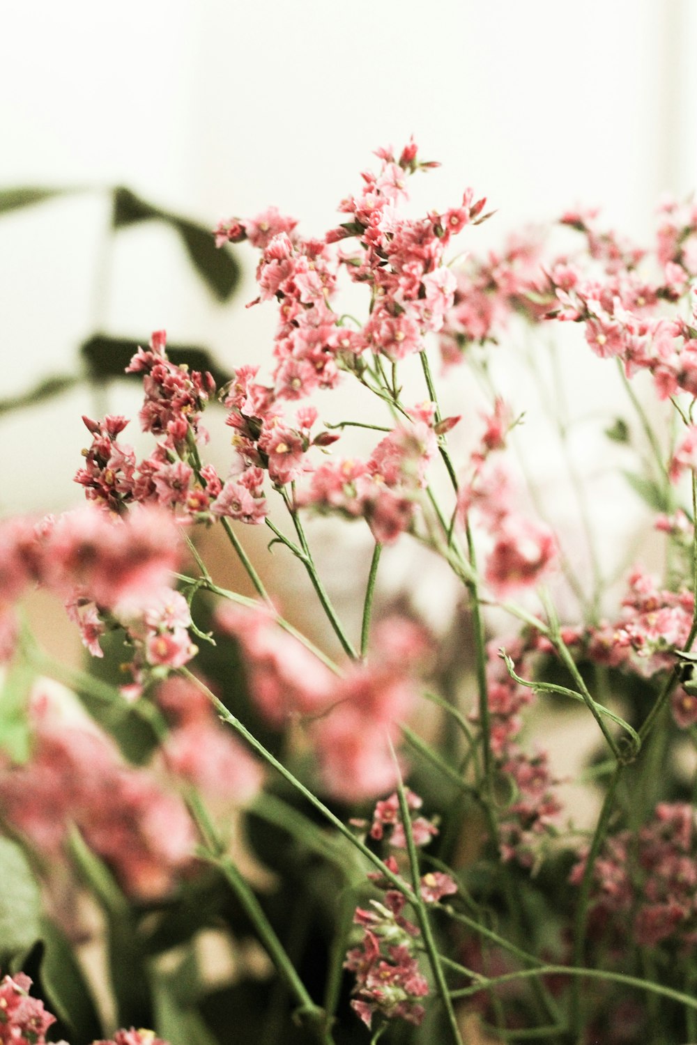 pink flowers in tilt shift lens