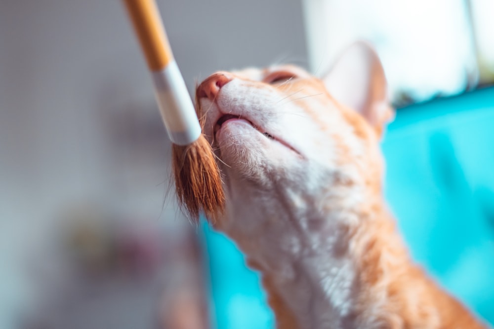 cane a pelo corto bianco e marrone