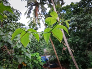 Close-up of vibrant ayahuasca vine curling gently among lush green leaves in the Amazon forest