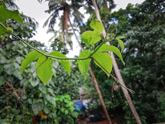 Close-up of vibrant ayahuasca vine curling gently among lush green leaves in the Amazon forest