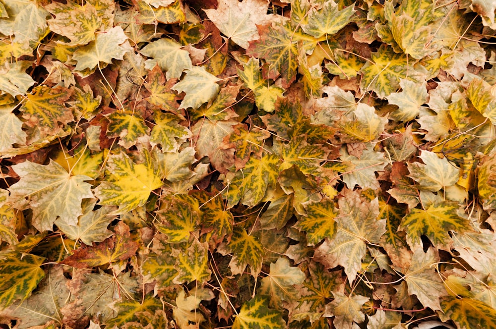 yellow and brown maple leaves on ground