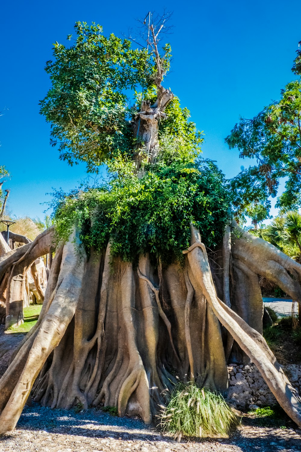 green and brown tree under blue sky during daytime